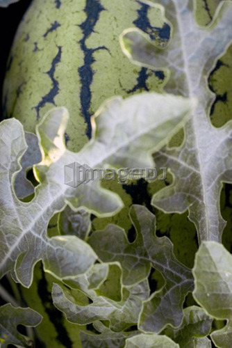 Organic watermelon on the vine, Manitoba, Canada