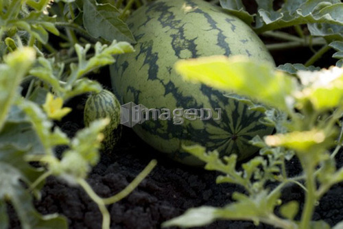 Organic watermelon on the vine, Manitoba, Canada