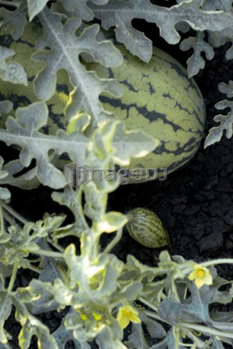 Organic watermelon on the vine, Manitoba, Canada