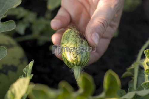 Hand holding tiny organic watermelon on the vine, Manitoba, Canada