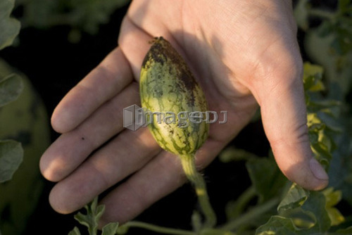Hand holding tiny organic watermelon on the vine, Manitoba, Canada