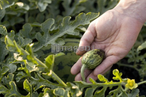 Hand holding tiny organic watermelon on the vine, Manitoba, Canada