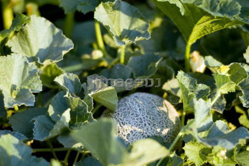 Organic cantaloupe on the vine, Manitoba, Canada