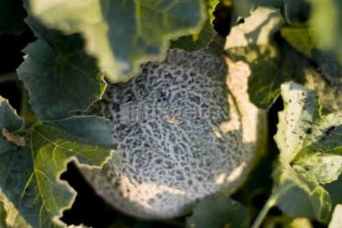 Organic cantaloupe on the vine, Manitoba, Canada