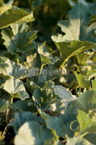 Organic cantaloupe on the vine, Manitoba, Canada