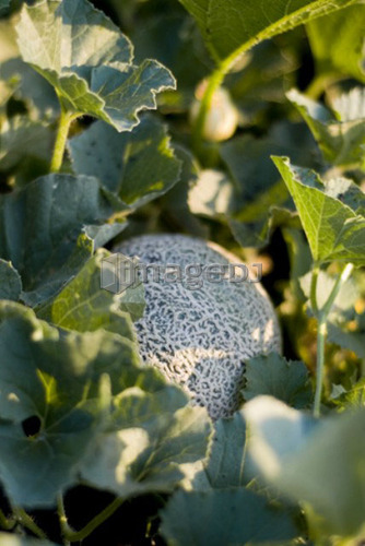 Organic cantaloupe on the vine, Manitoba, Canada