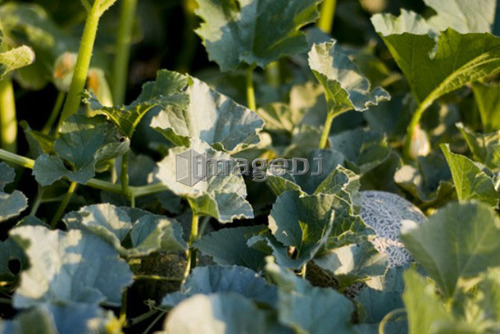 Organic cantaloupe on the vine, Manitoba, Canada