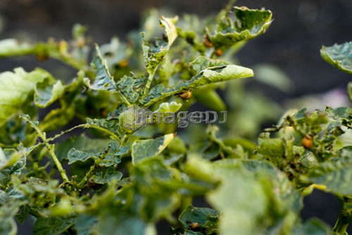 Potato bugs on potato leaves, organic garden, Manitoba, Canada