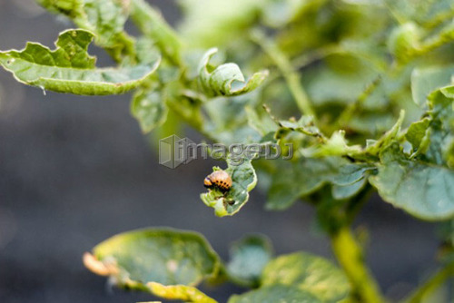 Potato bugs on potato leaves, organic garden, Manitoba, Canada