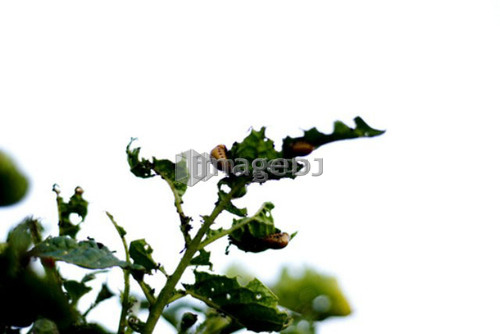 Potato bugs on potato leaves, organic garden, Manitoba, Canada