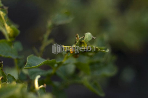 Potato bugs on potato leaves, organic garden, Manitoba, Canada