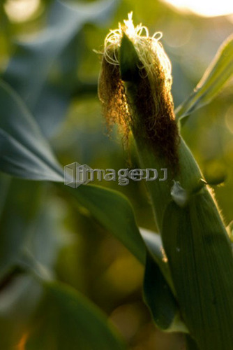 Top of ear of corn, organic garden, Manitoba, Canada