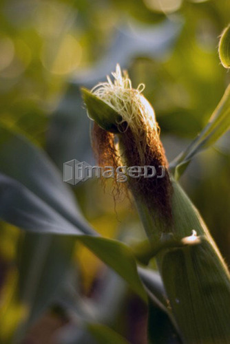 Top of ear of corn, organic garden, Manitoba, Canada