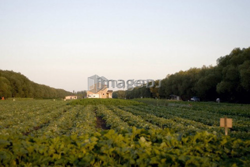 Rows of vegetables in organic garden, Manitoba, Canada