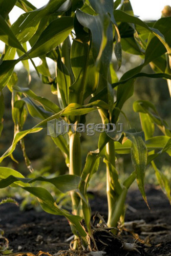 Corn stalks in organic garden, Manitoba, Canada