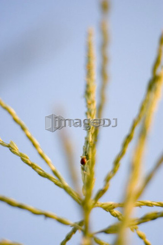 Ladybug on top of corn plant, organic garden, Manitoba, Canada