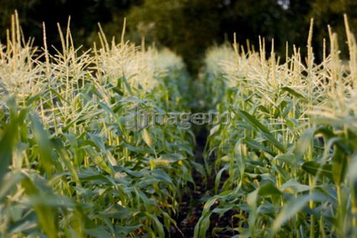 Rows of corn, organic garden, Manitoba, Canada