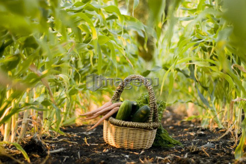 Basket of organic vegetables in rows of corn, organic garden, Manitoba, Canada