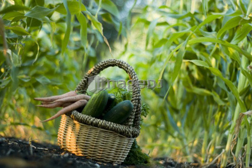 Basket of organic vegetables in rows of corn, organic garden, Manitoba, Canada