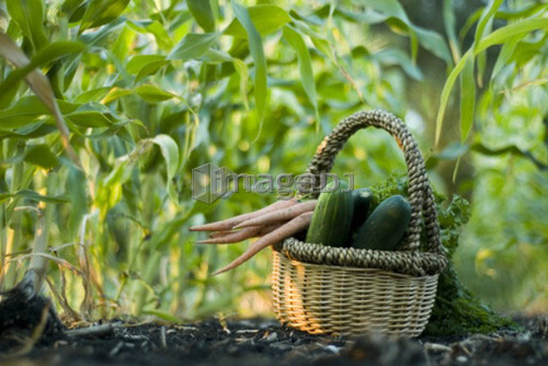 Basket of organic vegetables in rows of corn, organic garden, Manitoba, Canada