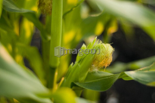 Top of ear of corn, organic garden, Manitoba, Canada