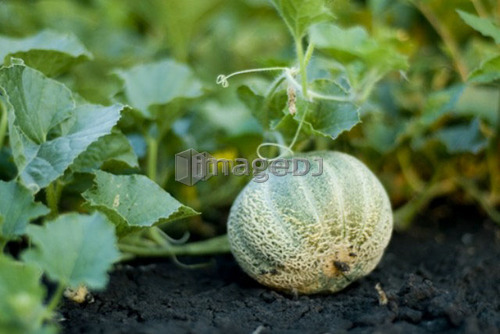 Organic cantaloupe on the vine, Manitoba, Canada