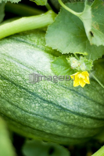 Organic spaghetti squash on the vine, Manitoba, Canada