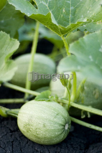 Organic spaghetti squash on the vine, Manitoba, Canada