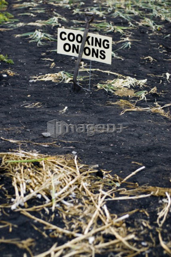 Tops of cooking onions left in organic garden, Manitoba, Canada