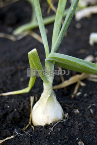 Cooking onions in the ground, organic garden, Manitoba, Canada