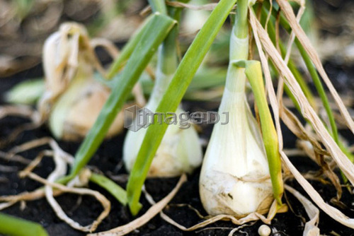 Cooking onions in the ground, organic garden, Manitoba, Canada