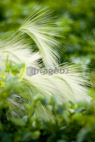 Foxtail barley in yellow clover, organic garden, Manitoba, Canada