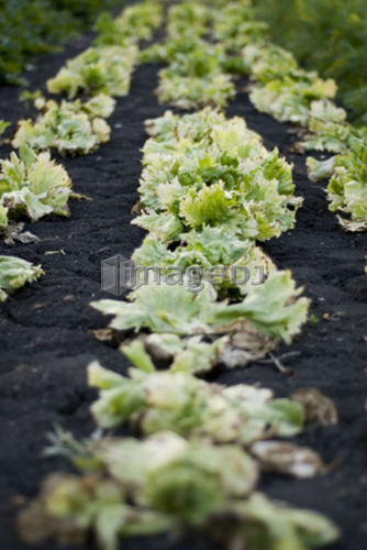 Past-its-prime lettuce, organic garden, Manitoba, Canada