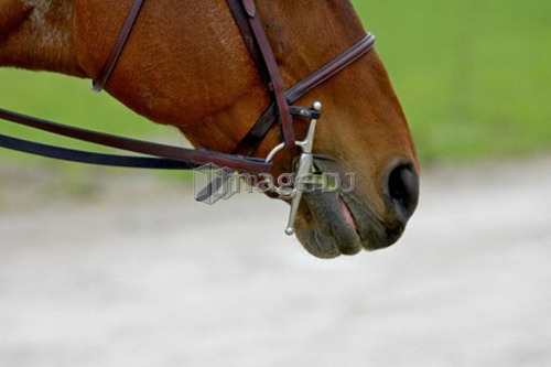 Detail of a horse's (Equus caballus) muzzle