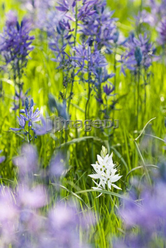 Common camas (camassia quamash) in Victoria, BC