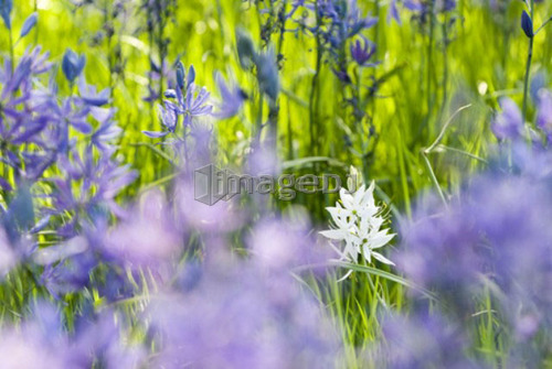 Common camas (camassia quamash) in Victoria, BC