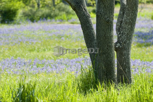 Rare garry oak ecosystem and common camas (camassia quamash) in Victoria, BC