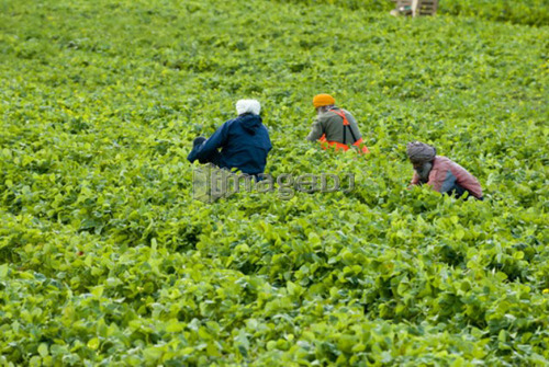Farmers pick strawberries near Duncan, BC
