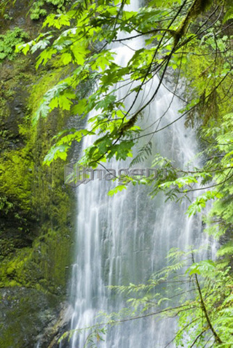 Marymere Falls, Olympic National Park