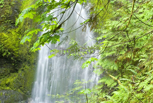 Marymere Falls, Olympic National Park