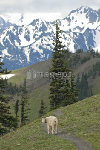 A mountain goat with a tracking beacon at Hurricane Ridge, Olympic National Park