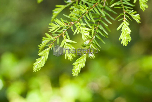 Western hemlock (Tsuga Heterophylla) in Olympic National Park