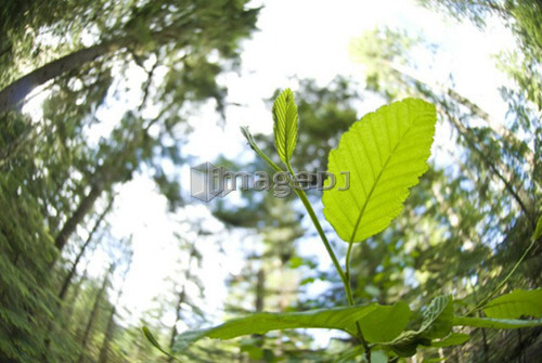 Red alder (Alnus Rubra) in the forest of Olympic National Park