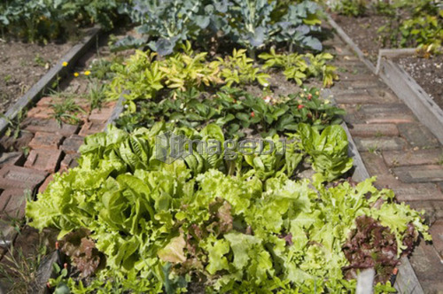 Lettuce, Cypress Street Community Garden, Vancouver, BC