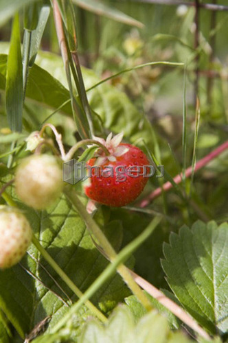Red ripe strawberry, Cypress Street Community Garden, Vancouver, BC