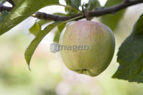 Apple on tree, Cypress Street Community Garden, Vancouver, BC