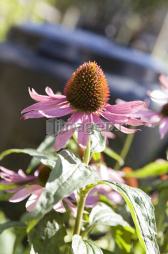 Echinacea flower with compost bin in background, Cypress Street Community Garden, Vancouver, BC