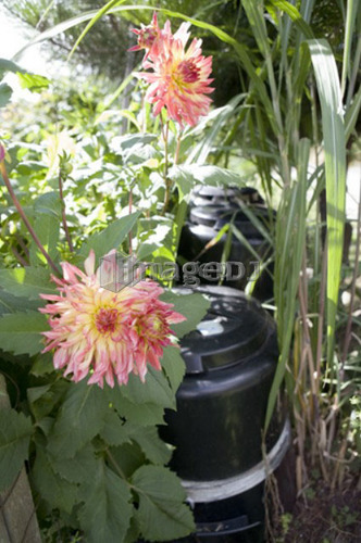 Flowers near compost bin, Cypress Street Community Garden, Vancouver, BC