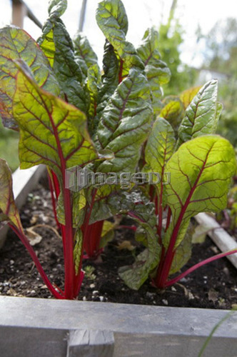 Beet greens, Cypess Street Community Garden, Vancouver, BC