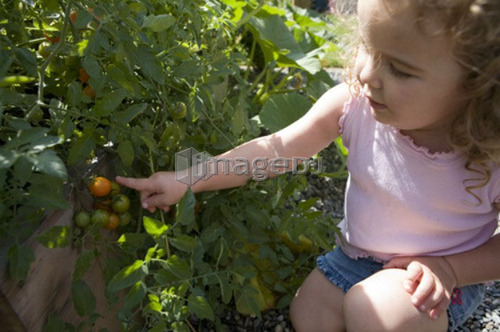 Child (female 2.5 years) points to tomatoes in garden, North Vancouver, BC
